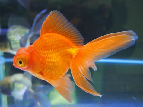 水陰 金魚 顏色